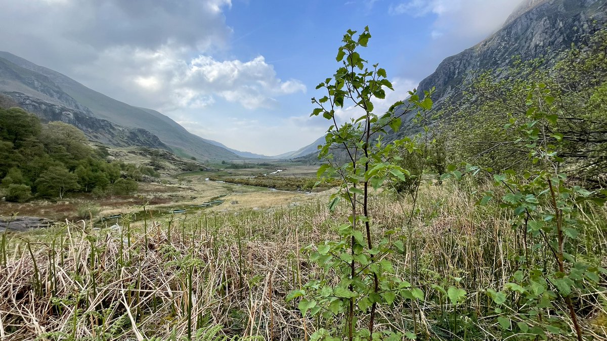 Planted lots more trees. In the right place. These are gunna join up with that woodland on the left eventually #naturefriendlyfarming