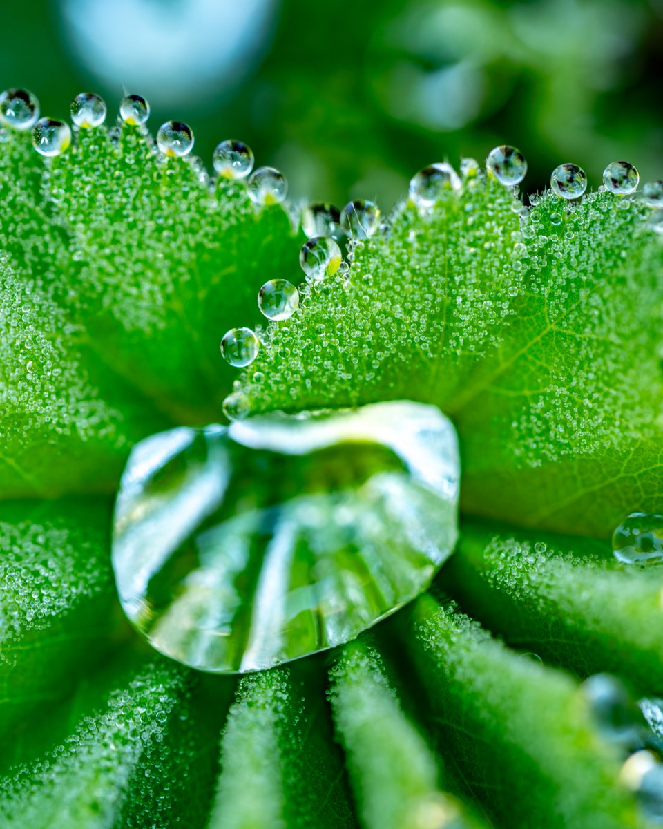 Dew drops
#photography, #366photodgraphy2024, #potd2024, #photoaday, #everydayphotographer, #photooftheday, #pad2024-128, #morningdew, #dewdrops, #upclose, #macro, #green