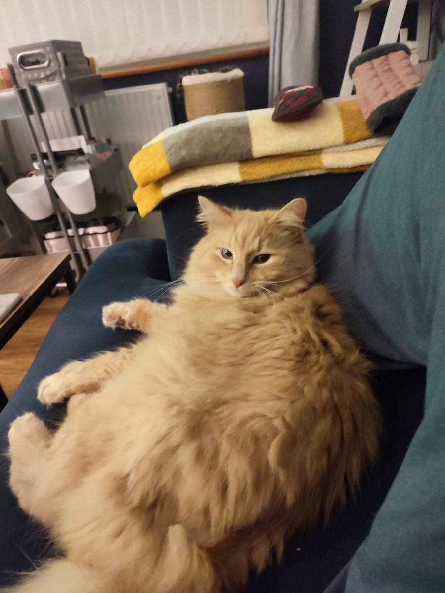 *****MISSING CAT*****
Simba has been missing from home in #Camborne #Cornwall 6:30pm on Sunday 6th May 2024.
Please look out for him and let me know of any possible sightings. 
#lostcat #lostpets #lostcats #missingcat 
Please RT!