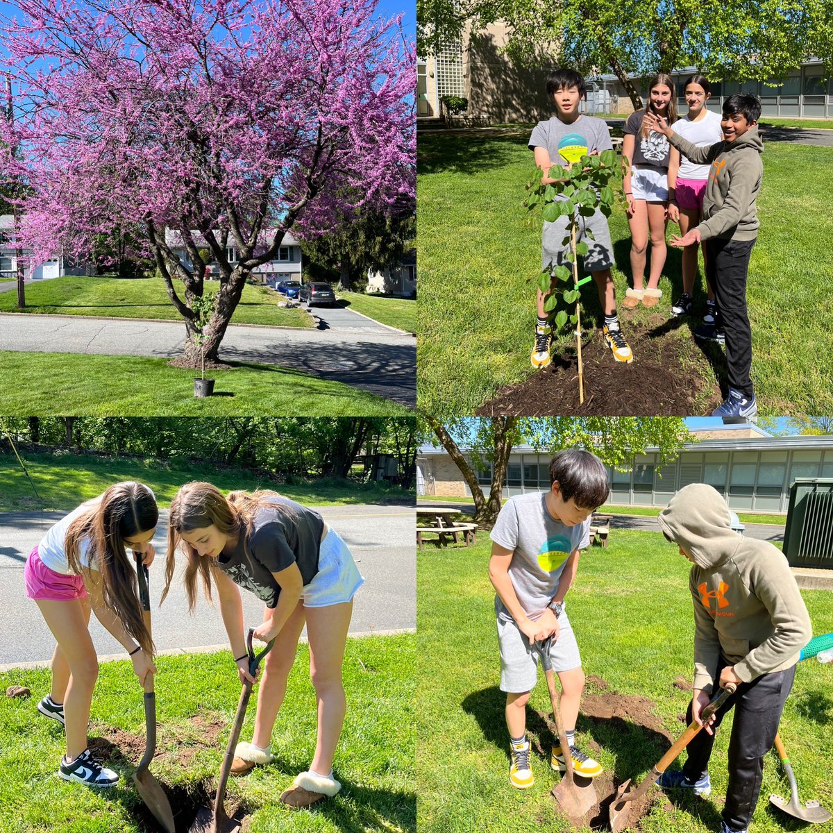 @WPSEisenhower Environmental Club planting an eastern red bud (fully grown tree with our sapling photo upper left) from the Arbor Day Foundation.