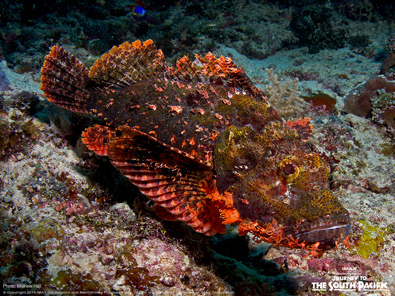 This sea creature might look easy to spot with those vibrant colors … But from far away, the scorpion fish can be difficult to see! With an abundance of biodiversity in West Papua, there are various species of scorpion fish that come in differing shapes, sizes, and colors.