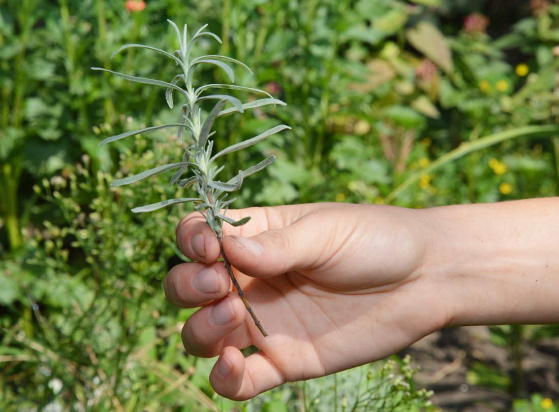 Many plants–shrubs, trees, vines, and fruits - can be propagated by the simple technique of rooting a piece of a “parent” plant. It's a great way to save money, share favorite plants with gardening friends, and find unique varieties. Learn how below! motherearthnews.com/organic-garden…