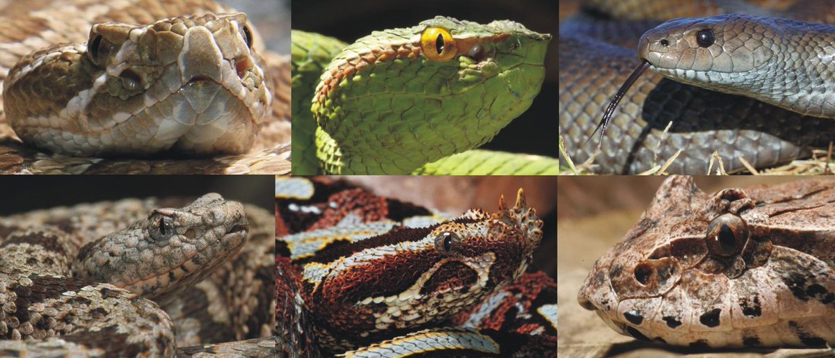 Number 1 Taxonomic Vandal | For some years now, a prolific amateur herpetologist has published an absolutely extraordinary number of new taxonomic names for snakes, lizards and other reptiles… tetzoo.com/blog/2024/5/07… #snakes #zoology #taxonomy