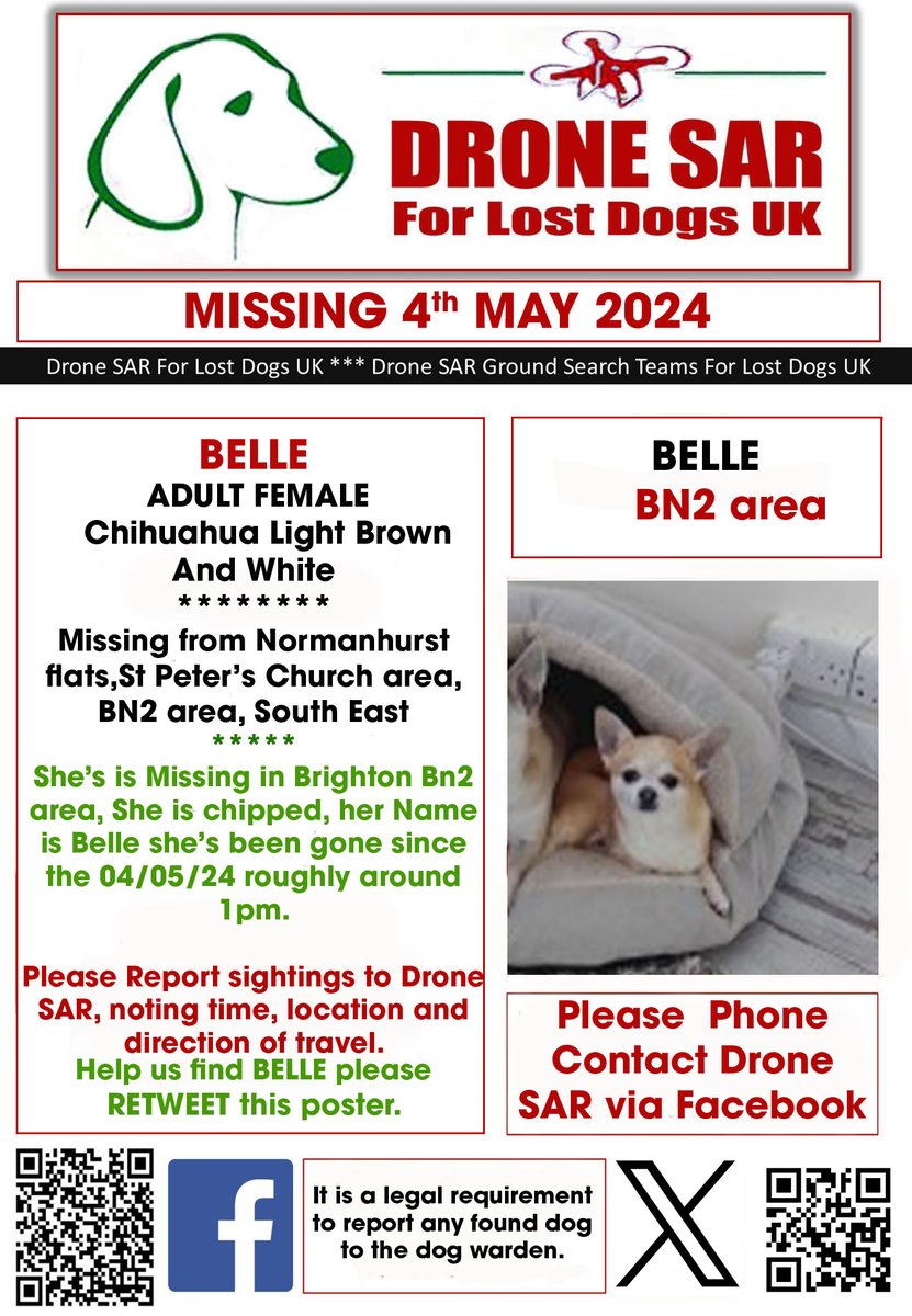 #LostDog #Alert BELLE Female Chihuahua Light Brown And White (Age: Adult) Missing from Normanhurst flats,St Peter’s Church area, BN2 area, South East on Saturday, 4th May 2024 #DroneSAR #MissingDog