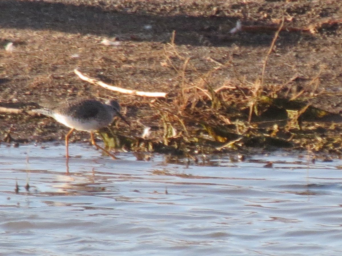 spitfirebirder1's tweet photo. Pleased with myself having found this adult lesser yellowlegs on  Fuerteventura @rarebirdspain https://t.co/7jvMpmdgEg