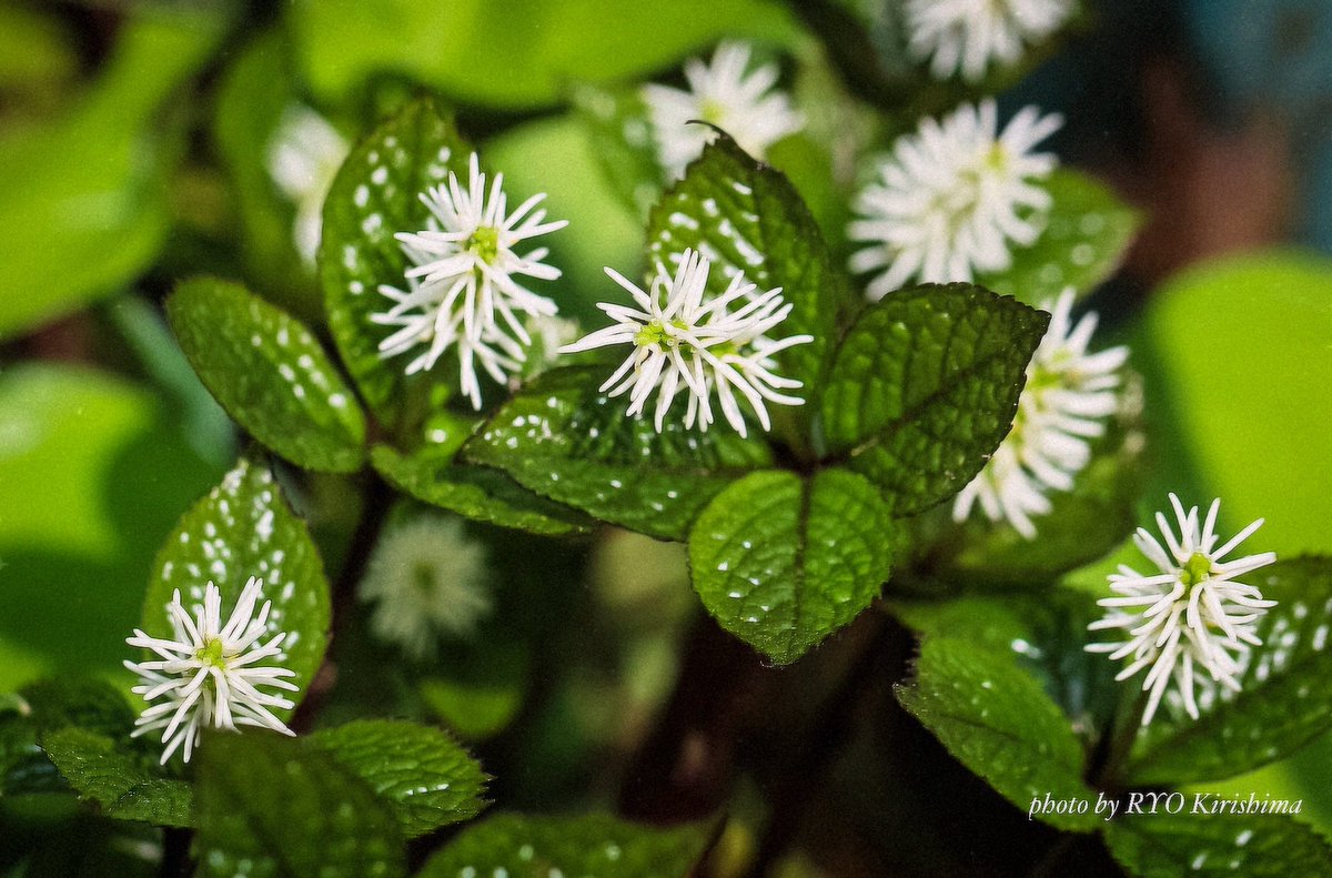 ヒトリシズカだけど集まって騒々しそうなヒトリシズカたち。

#北海道大学植物園 #ヒトリシズカ #花 #カメラ散歩 #photo #flower #nature #写真撮ってる人と繋がりたい #花好きな人と繋がりたい #ファインダー越しの私の世界 #レンズ越しの私の世界 #キリトリセカイ #ダレカニミセタイハナ