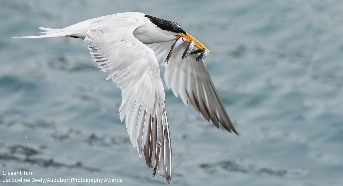 Ahead of #WorldMigratoryBirdDay, @USFWS has awarded $22 million in grants to Audubon and others' critical bird conservation programs throughout the Americas!