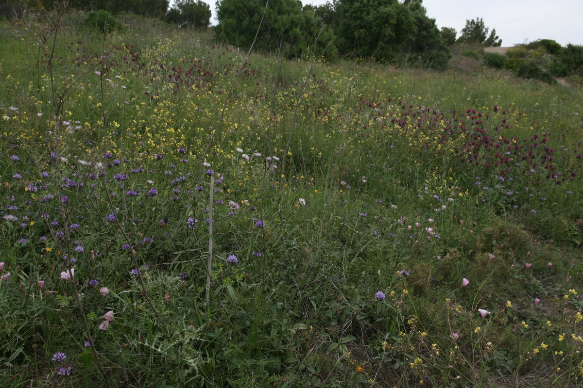 In spring, #Mediterranean grasslands  are wonderful!🥀🌷🎋🪻 😍 
📷Cap Ras (NE coast Iberian Pen.)