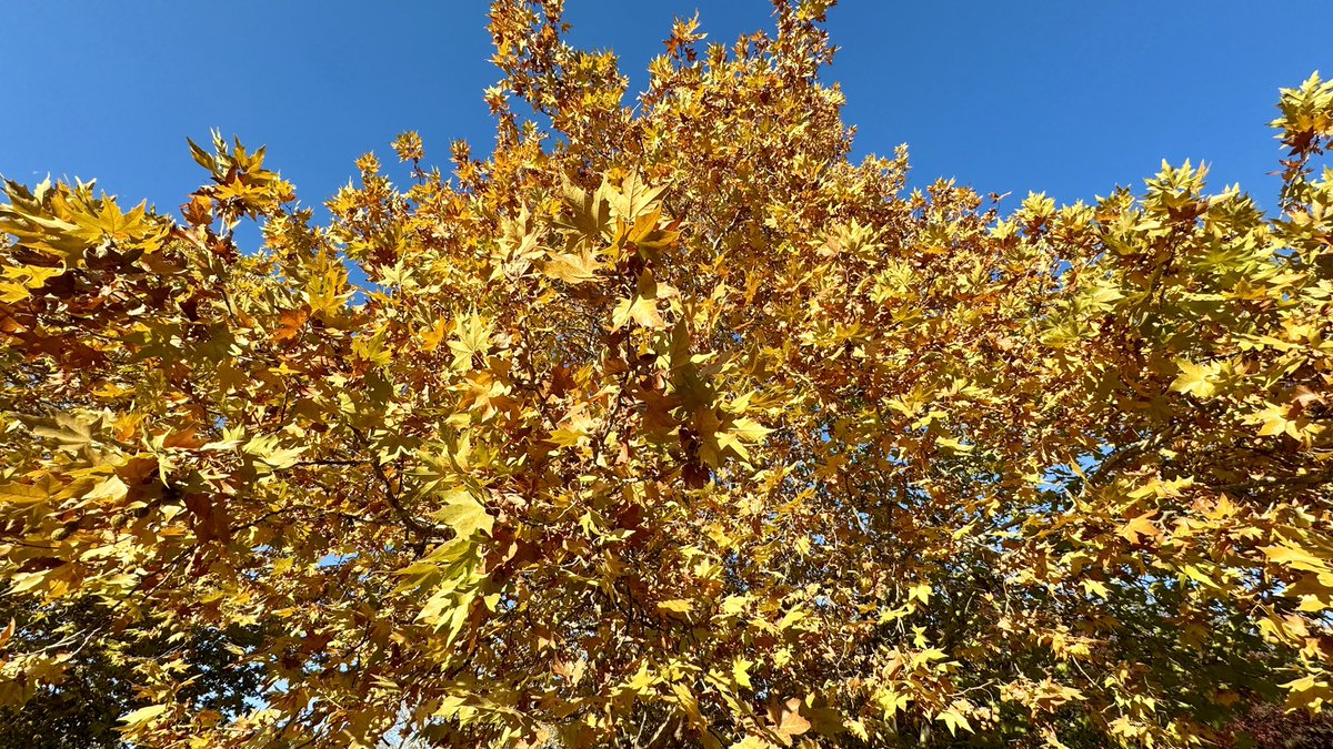 Autumnal colours are astounding in Canberra at the moment… Also a great time for allergy sufferers of airborne pollen and spores. Our daily counts have been VERY LOW (mostly zero!) for the last 4 weeks.