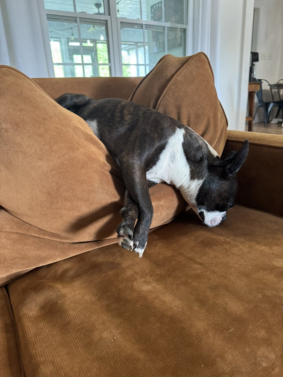 AnthonyCa2Tx's tweet photo. This does not look comfortable at all #Tank #DogLife #Bostons https://t.co/TBg6M40clW