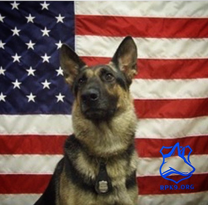 K9 Chief! The dog in our original logo. He is the driving force behind this foundation ! Thanks for your service, Chief ! • 𝗥𝗲𝘁𝗶𝗿𝗲𝗱 𝗣𝗼𝗹𝗶𝗰𝗲 𝗖𝗮𝗻𝗶𝗻𝗲 𝗙𝗼𝘂𝗻𝗱𝗮𝘁𝗶𝗼𝗻 is a 501(c)3 not-for-profit organization providing no cost veterinary care and food for