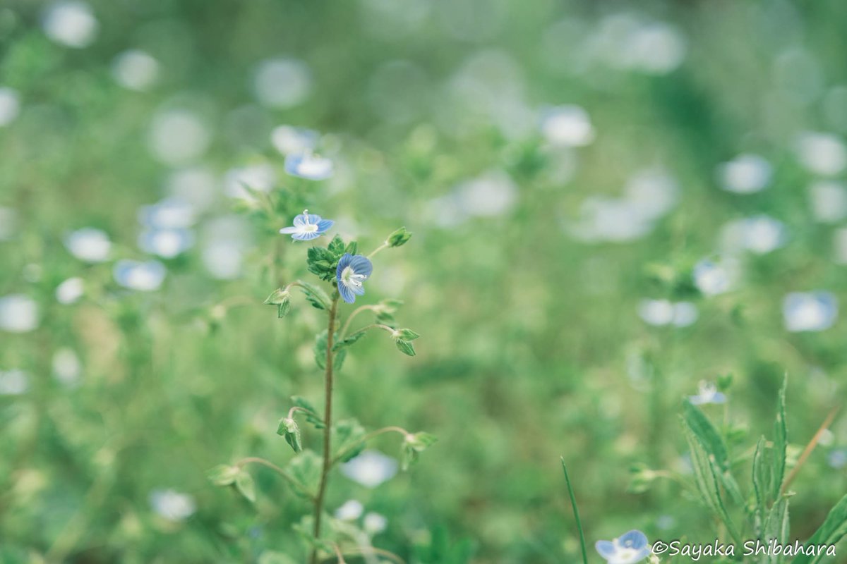 小さな花がたくさん咲いてるのはキラキラしてて良い。

#Ephemera_syk  #PhotoOfTheDay #photodiary #coregraphy #キリトリセカイ