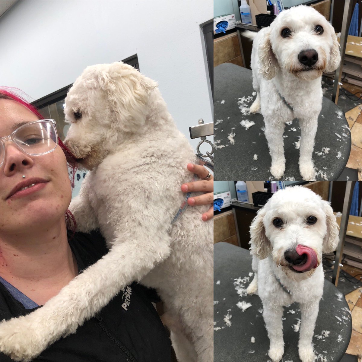 Ayce never fails to smother me with hugs and kisses! 🐶🥰✂️
#doggroomer
#doggrooming