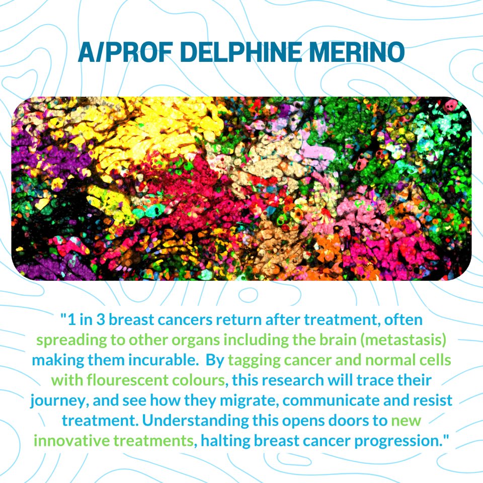 🌟 Congratulations to @delphine_merino for securing funding from @NBCFAus for groundbreaking research! A/Prof Merino and team will tag cancerous and healthy cells will different colours in order to uncover the secrets of metastasis, and pioneer new #BreastCancer treatments.