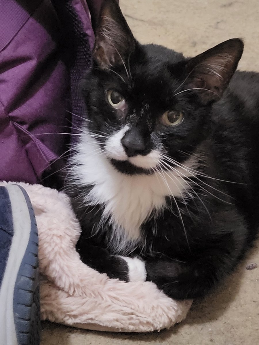 The floor next to my mom's bed is terribly dirty but look at this old man!! My scrunkly little mustache man. I love you Orry.