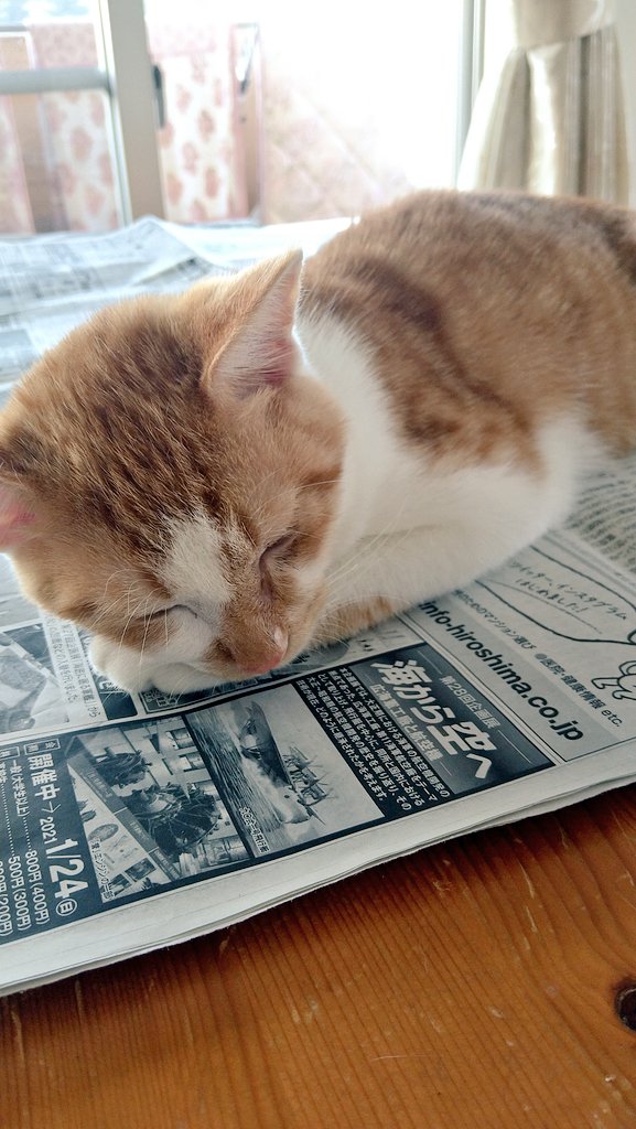 #うちの子バチクソ可愛い熟睡選手権 
新聞紙の上で寝にゃいでおくれ💤
