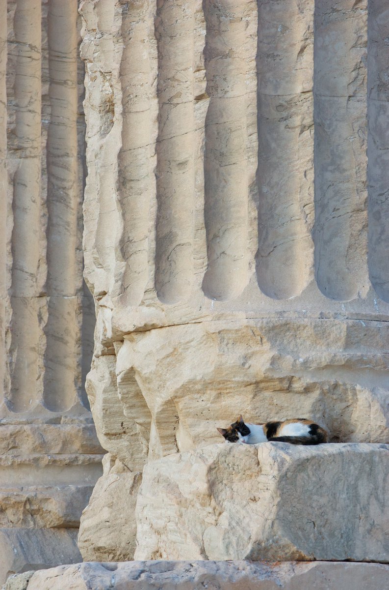 El gatito 🐈‍⬛ pasa casi inadvertido ante la enormidad de la columna. Atenas. #ieda