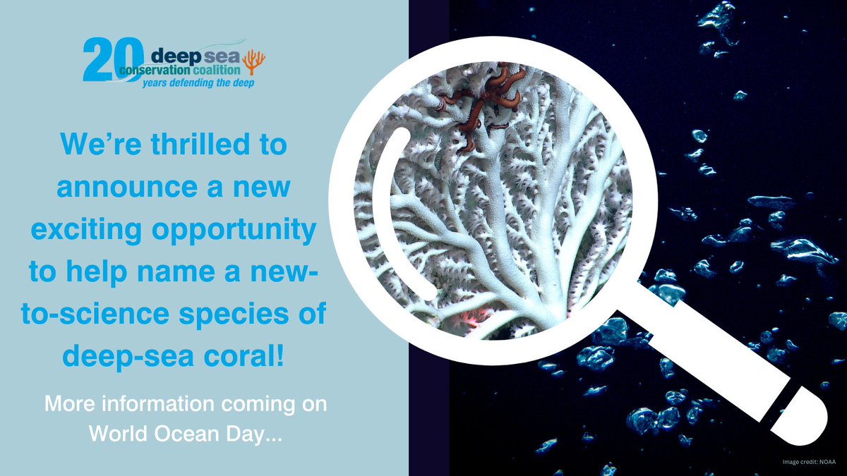 📢 Something exciting is coming up! 🪸 On #WorldOceanDay we’ll be launching an opportunity to help name a new species of deep-sea coral found by @Uni_of_Essex @Dr_MTaylor. Stay tuned for more details on how to participate!