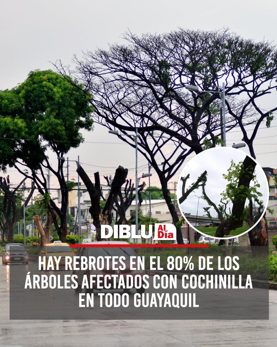 📌 Hay rebrotes en el 80% de los árboles afectados con cochinilla en todo Guayaquil.  

#DibluAlDía 📰 con @gustavoenavarro 

Gracias a la endoterapia y fertilización de estas especies enfermas, el Municipio de Guayaquil informa a la ciudadanía que hay esperanza para los árboles…