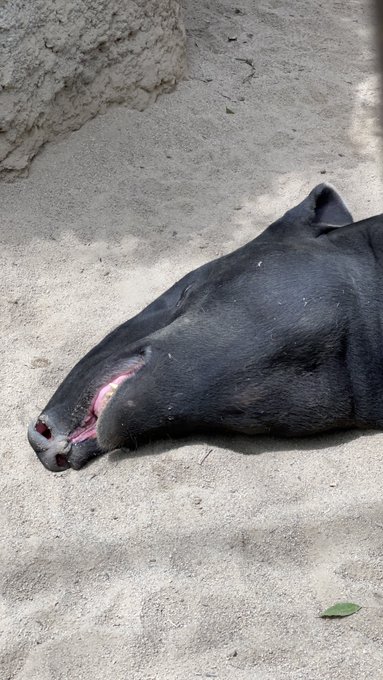 YAIBAが隠れた名作と言われた僕 