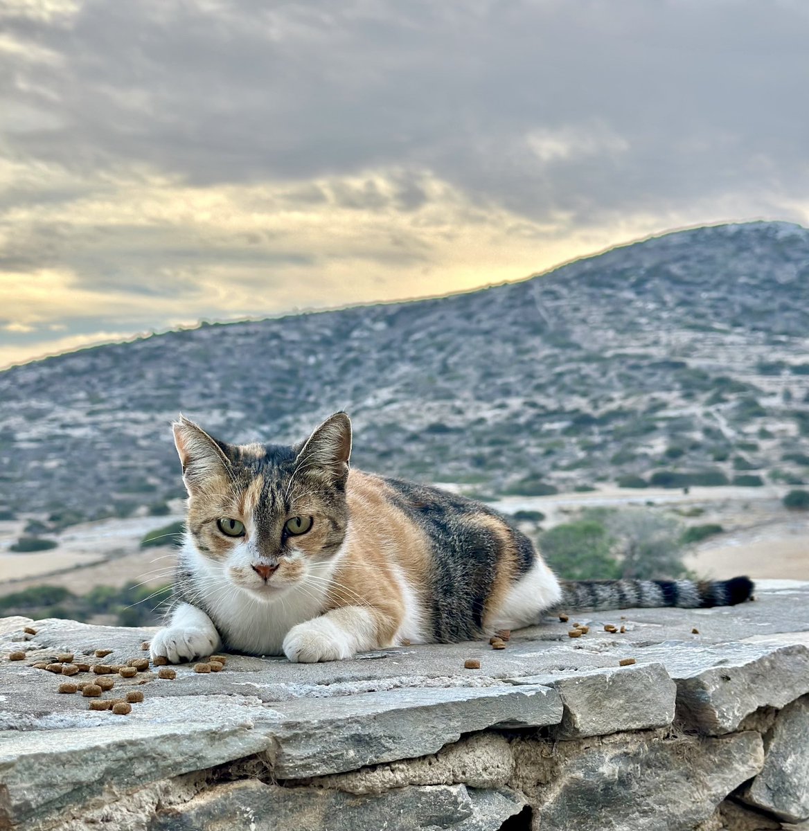 Meet Tula, a beautiful spayed female who lives in the hilltop village cat colony in front of Mt Papas on this tiny Greek island where we care for the Aegean cats.
You can help the #cats by donating now to fund vital healthcare & food. Purr!
#CatsAreFamily 
gofundme.com/f/cats-of-irak…