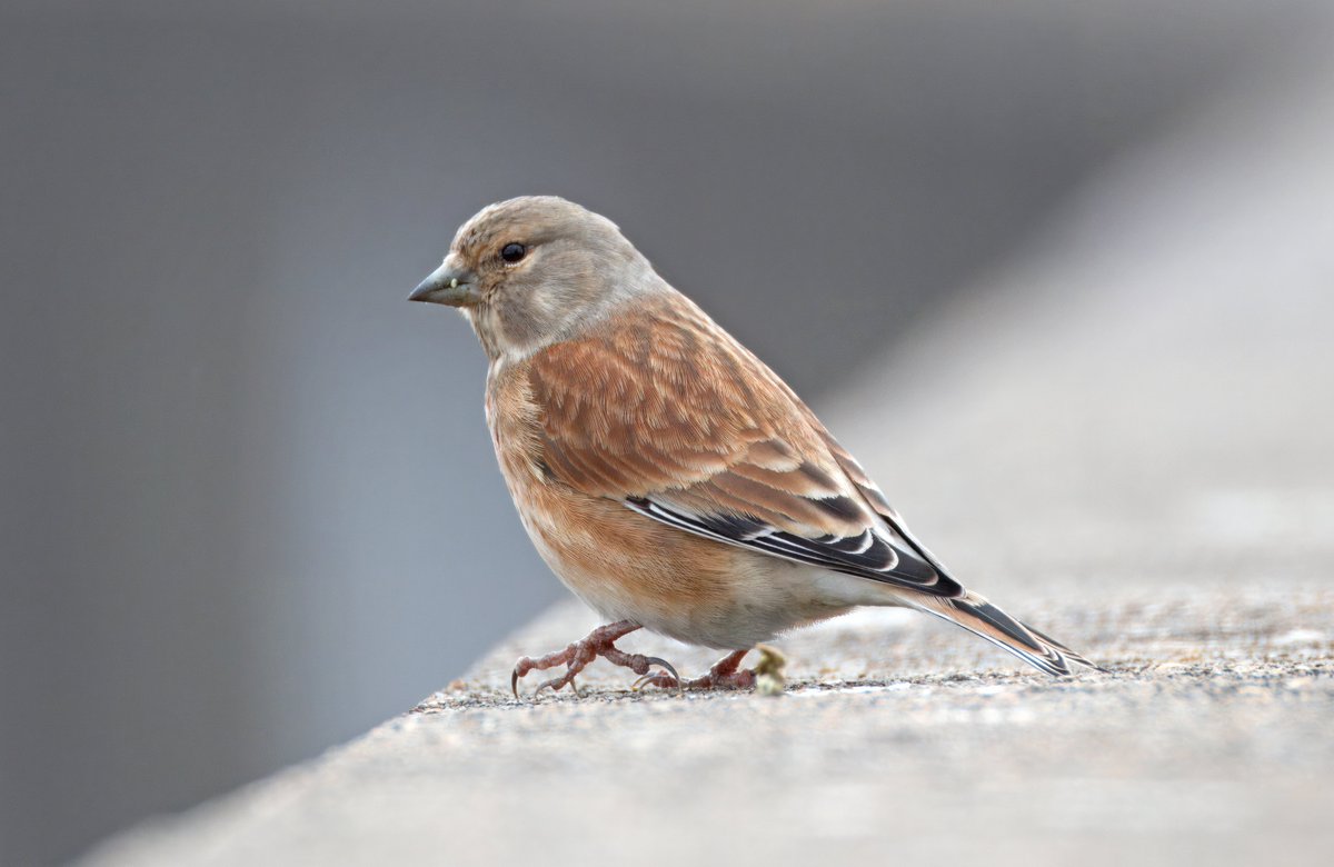 Common Linnet. Crossness Erith