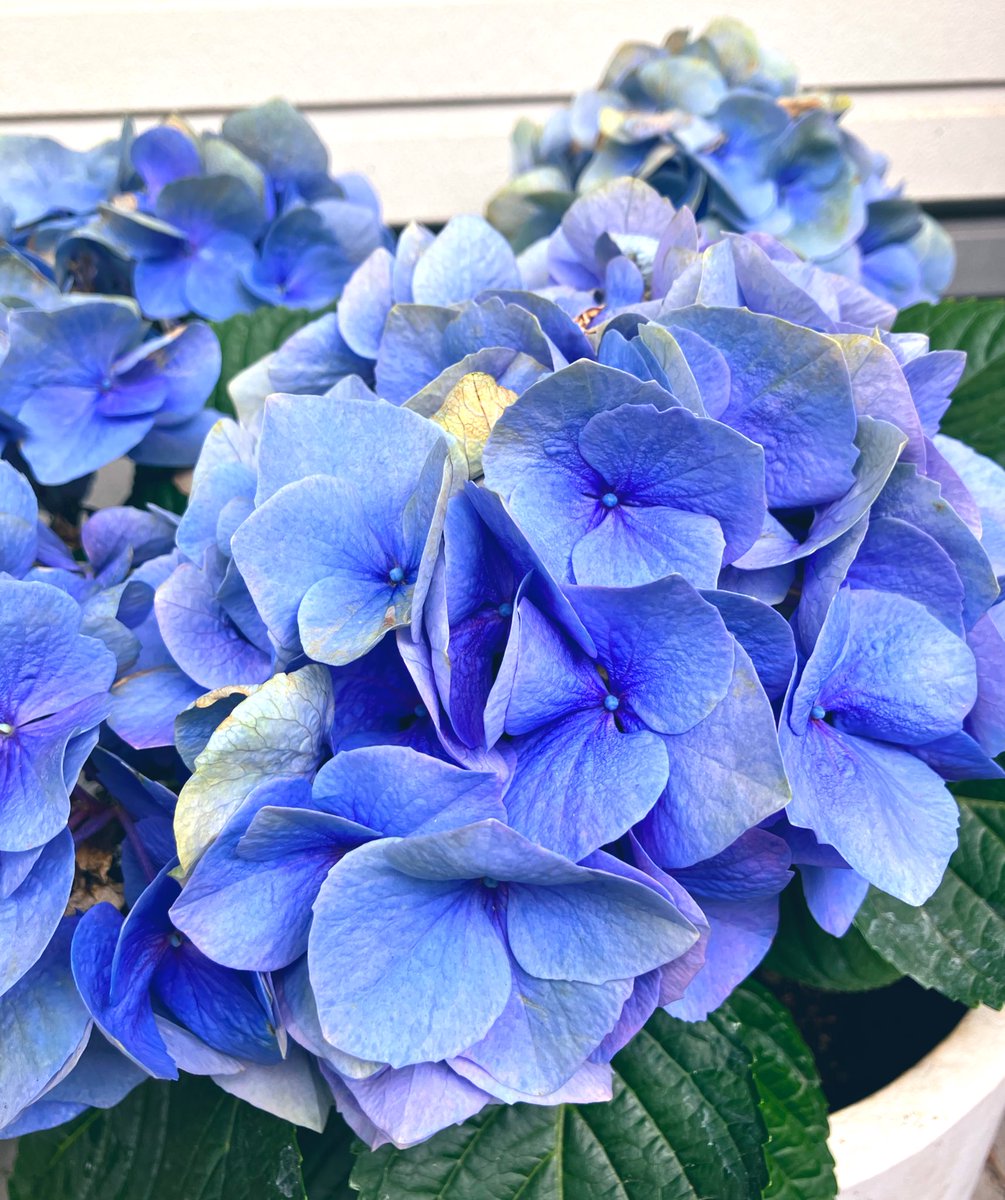 おはようございます。
今年初めて紫陽花と出会いました。

微妙はブルーの彩りが朝の目覚めに相性よく、曇った空に負けない鮮やかさを生み出しています。
季節に合った花の冥利に尽きます。　皆様良い一日をお迎え下さい。

#キリトリノセカイ 
#TLを花で一杯にしよう 
#紫陽花