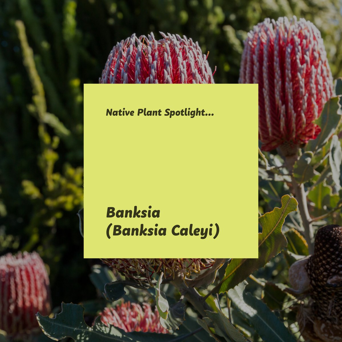 Banksia is beneficial for gardens due to its striking appearance, drought tolerance, and attraction to native wildlife. Its unique flowers provide nectar for birds and insects, while its deep roots help stabilise soil and prevent erosion.
#BanksiaGardens #DroughtTolerantPlants