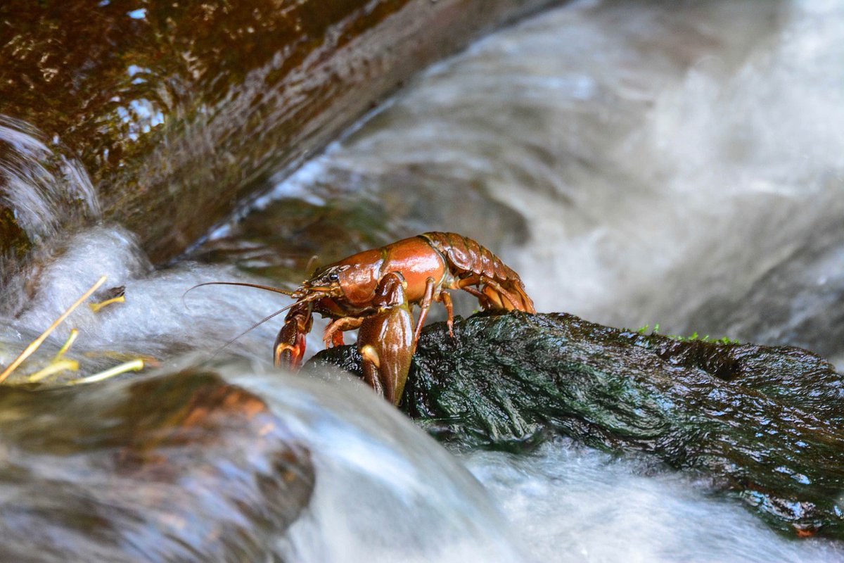 Uncover the secrets of Tasmania's giant freshwater crayfish with former extern Zoe Starke! These unique crustaceans, weighing up to 13 pounds, are facing an uncertain future. Join Zoe on her mission to understand and protect these freshwater wonders. nature.ly/44zz686