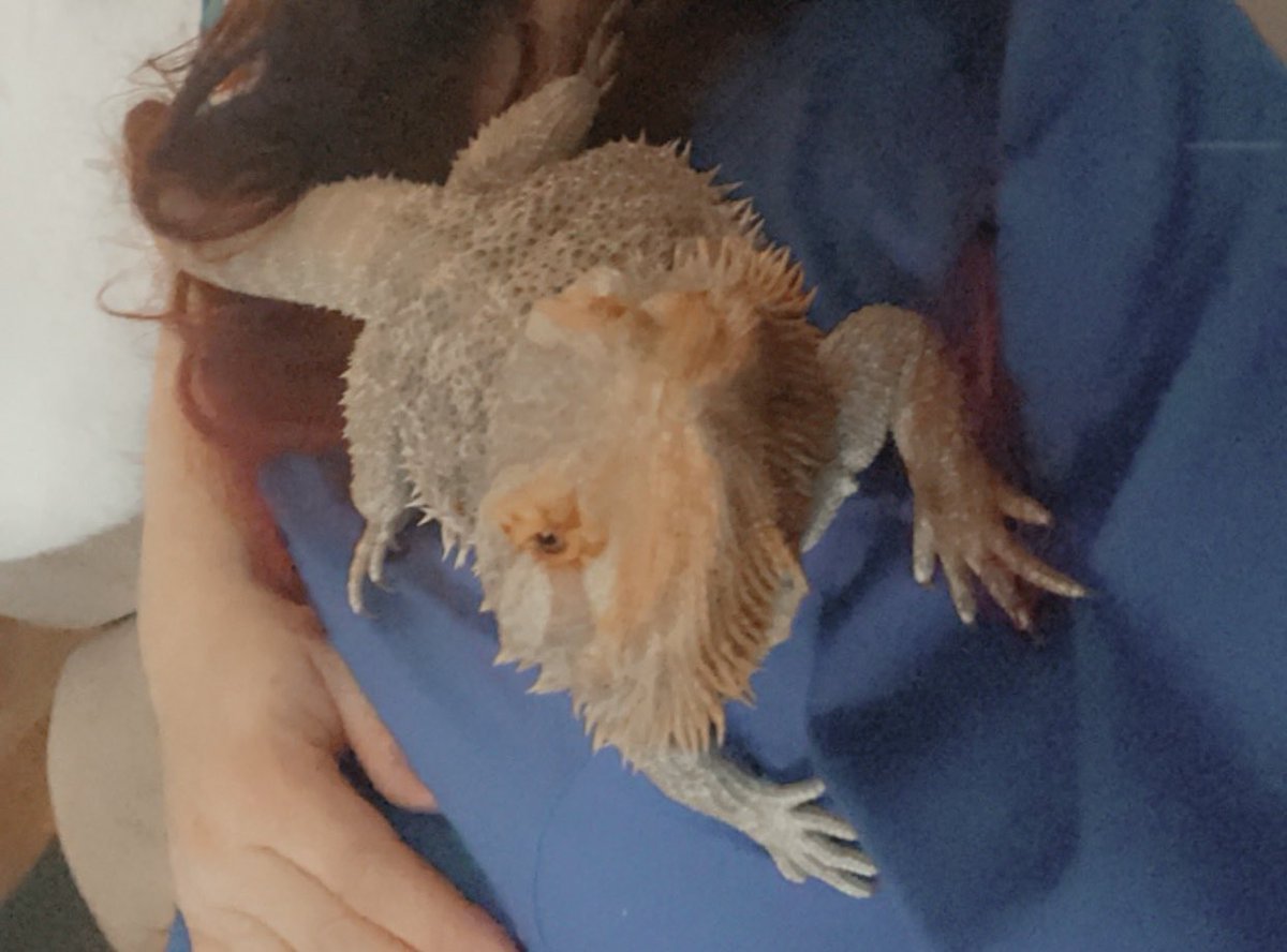 A little after work snugs with Chicken!! 
#beardeddragon #exoticpets