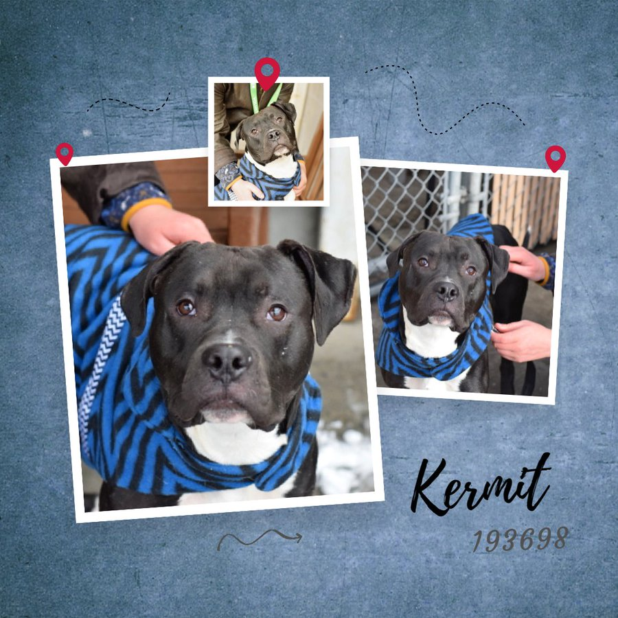 🐾1-y/o Kermit was let down again. He has not been picked up & is now back on the list & needs an offer by *5/09* nycacc.app/#/browse/193698