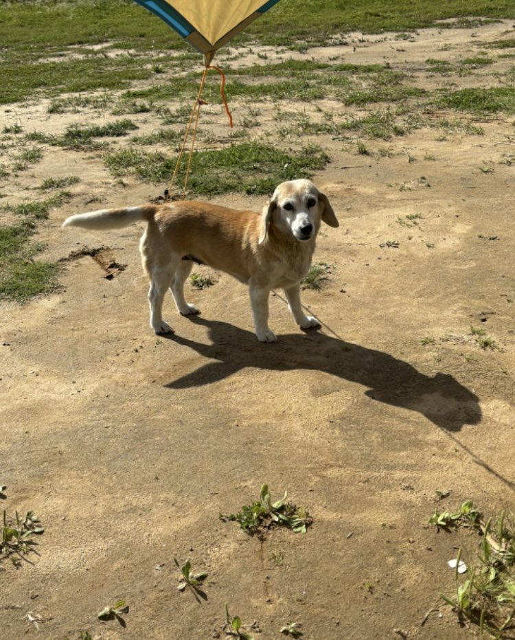 迷い犬　続報！

今朝、連れて帰る事ができました！と連絡頂きました😃
去年の12/6から迷子になっていたとのこと…

皆様、本当にありがとうございました！！

#茨城県　#鹿嶋市　#迷い犬