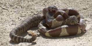 random_snakes's tweet photo. #DumbDMs
Some Person: Why did you unfollow me?
Me: Probably because you didn't follow me back. Those who don't follow me back are often snake-haters or homophobes. Thus, I'll likely unfollow them, especially if they don't even give likes to my sh!t on occasion. ๐๐๐ https://t.co/3C0hWRNYDw