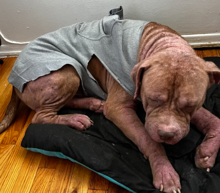 NMBewitched's tweet photo. Some days you #HateHumans
Meet Canelo
#NYCACC #195045
TBK 5/09🚑
Infections in his body & feet
Owner stated they could not afford allergy meds
I do not where ACC has been hiding him but by his intake he has been there for awhile😭🤬
This is horrific & cruel
PLs #Pledge https://t.co/DRtoXiFEr2