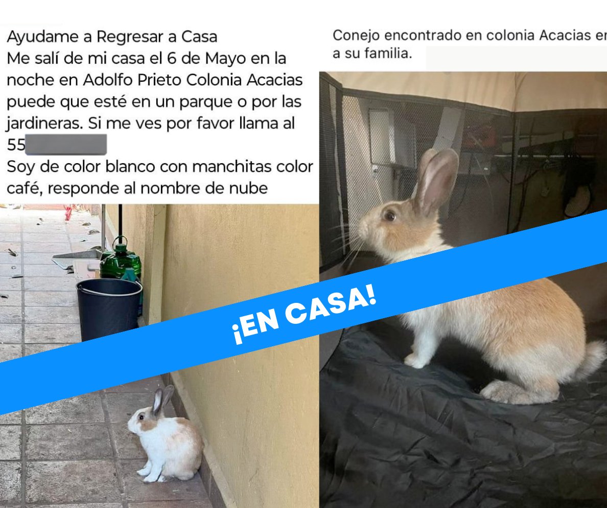 Nube, conejito encontrado en col. Acacias, ¡en casa! Gracias a @Conejo_Pascual_ @Coneja_Cordelia y a quienes nos mandaron el cartel de extraviado #FinalFeliz