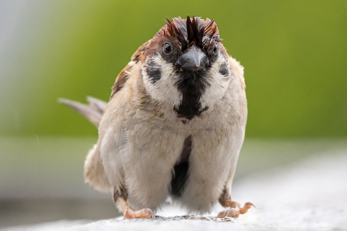 えええー！！！どうなってるの！！！
新種のスズメさん？？？
#スズメ #すずめ #スズメ観測 #ちゅん活 #sparrow #鳥 #野鳥 #野鳥撮影 #野鳥写真  #PENTAX