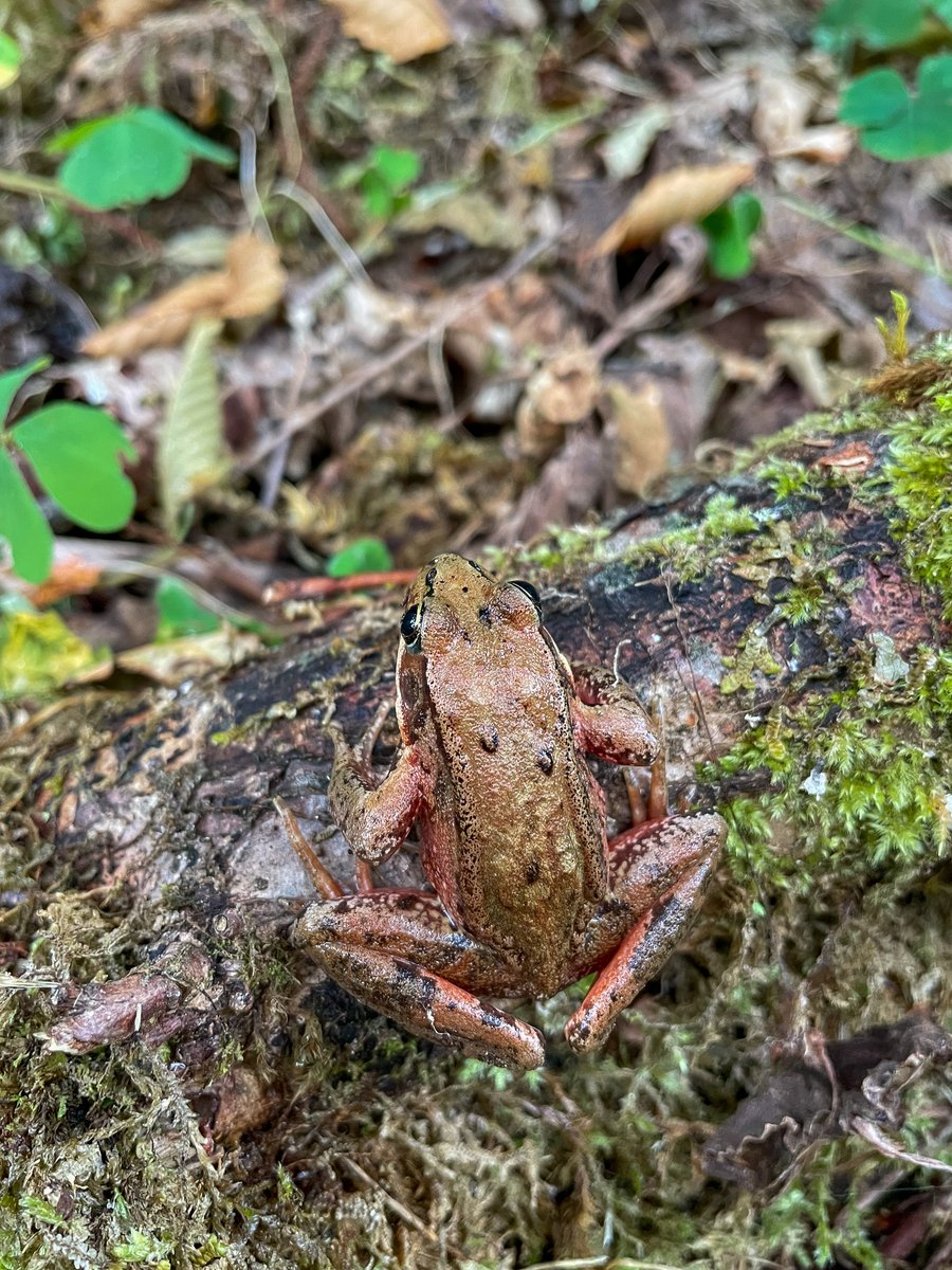 When you're a Northern Red-legged frog on a moss-covered log, in an Oregon rain-forest fog, it might be #AmphibianWeek! Learn more about NRLFs over at our Instagram - bit.ly/4bpqwej 📸Brilyn Brecka