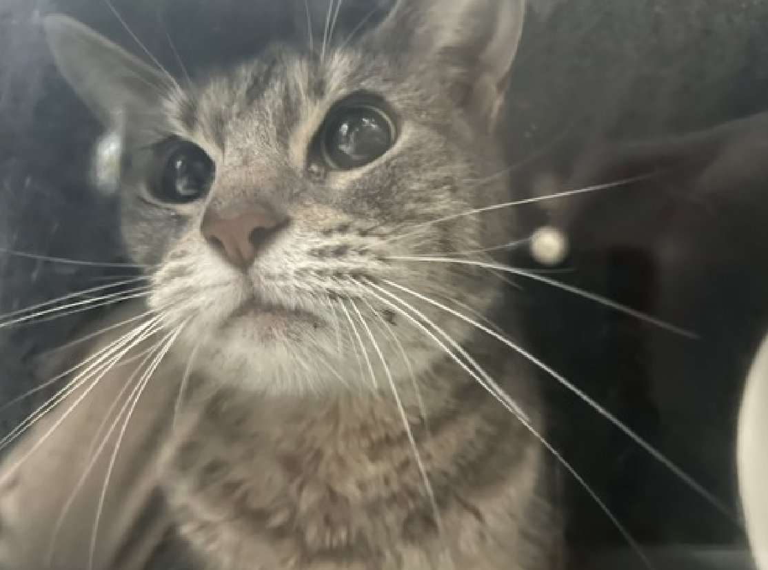 LIYLA, ONLY 10 MONTHS OLD (JUST A BABY), FEMALE – IN BROOKLYN ACC 🆘🆘 - came into the shelter as an agency on 4/1/2024. 😿 😿 😿 😿 NEW HOPE RESCUE ONLY LIYLA is displaying behaviors that preclude placement in the adoptions room and/or may require further investigation before
