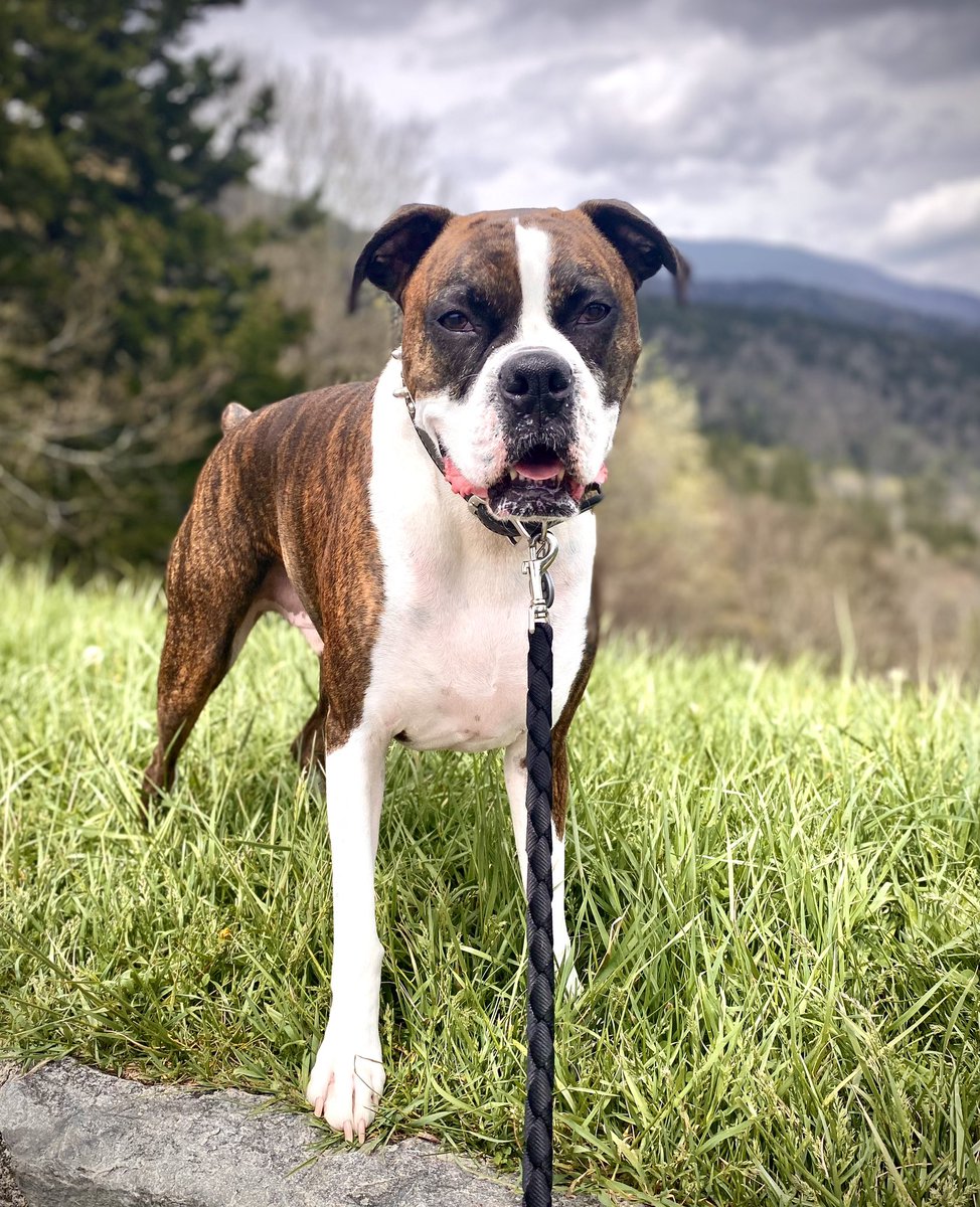 Hey friends! 👋❤️ Happy Tiny #TongueOutTuesday! 

#DogsofX #ToT #BoxerDog #tuesday #DogsofTwitter #GunnerLovesYou