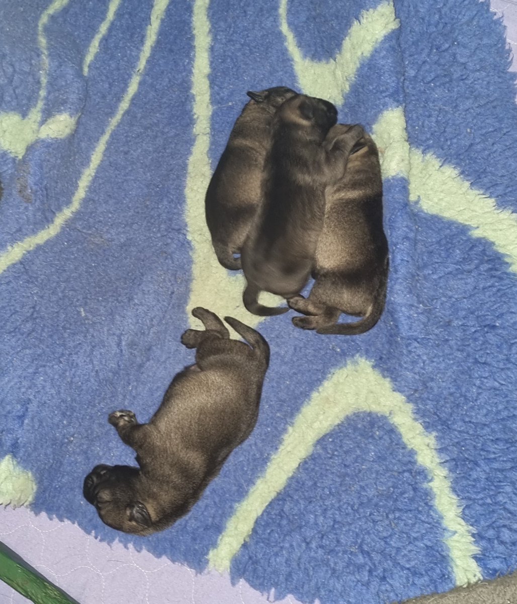 headshaker2's tweet image. Four little girls.