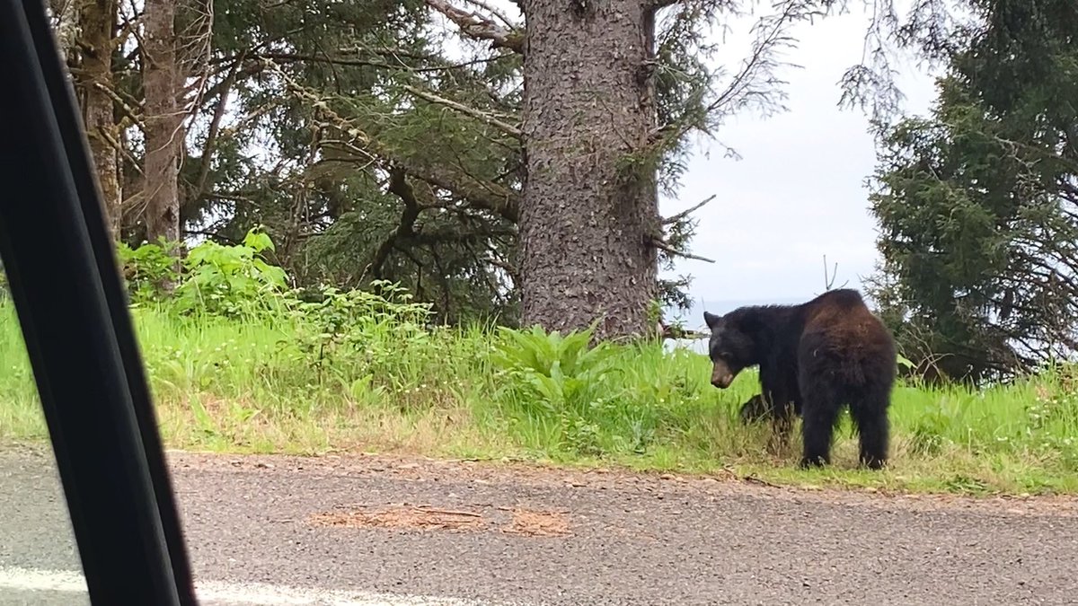 So, after so much talk about bears and men, I actually saw my first actual real bear while I was on the Oregon coast. 

Absolutely reinforced my initial response. I am team bear 💯

#TeamBear #BearsOrMen #OregonCoast