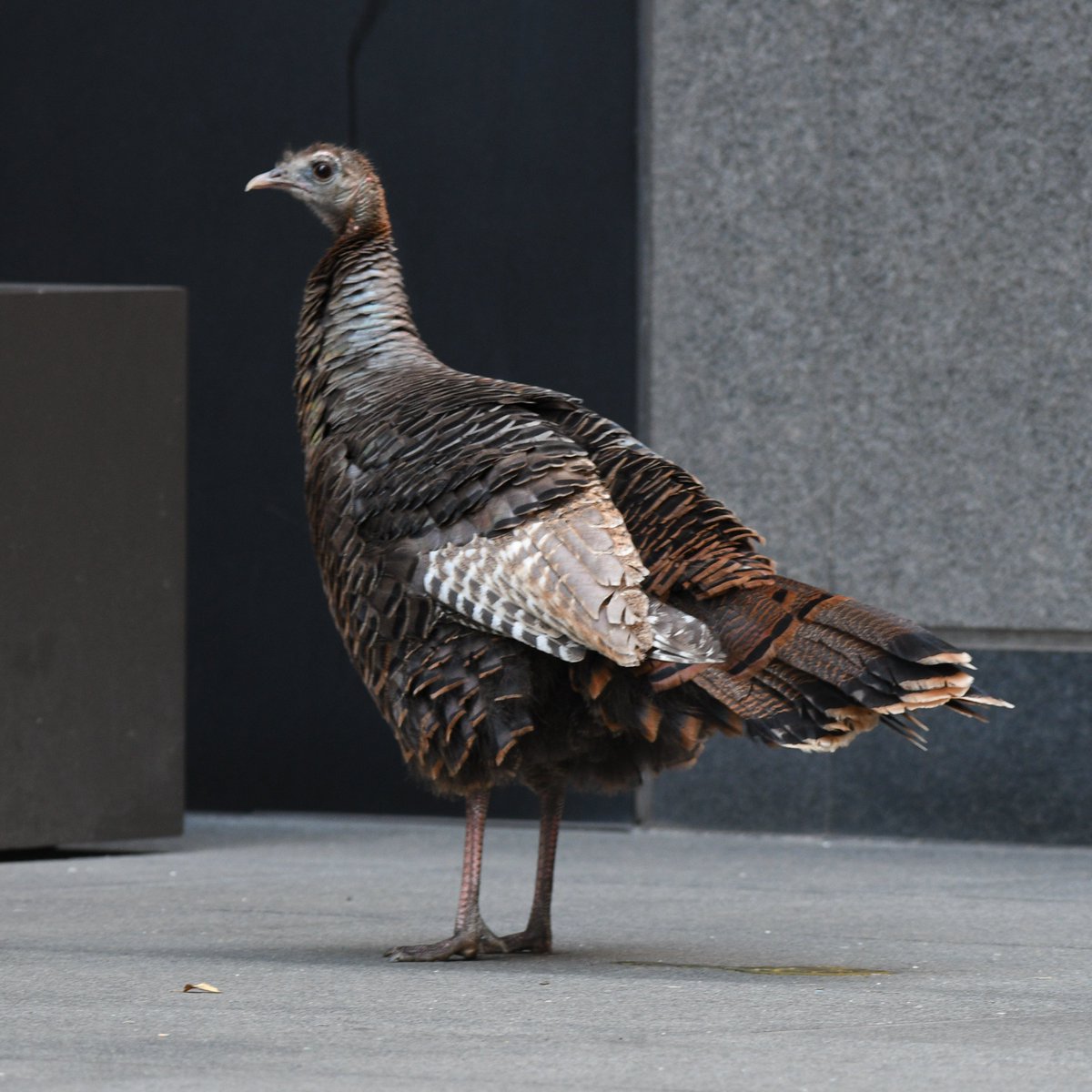 Quite unexpected, this Wild Turkey showed up in midtown Manhattan today and it continues east of Madison Avenue on 49th Street. 🦃