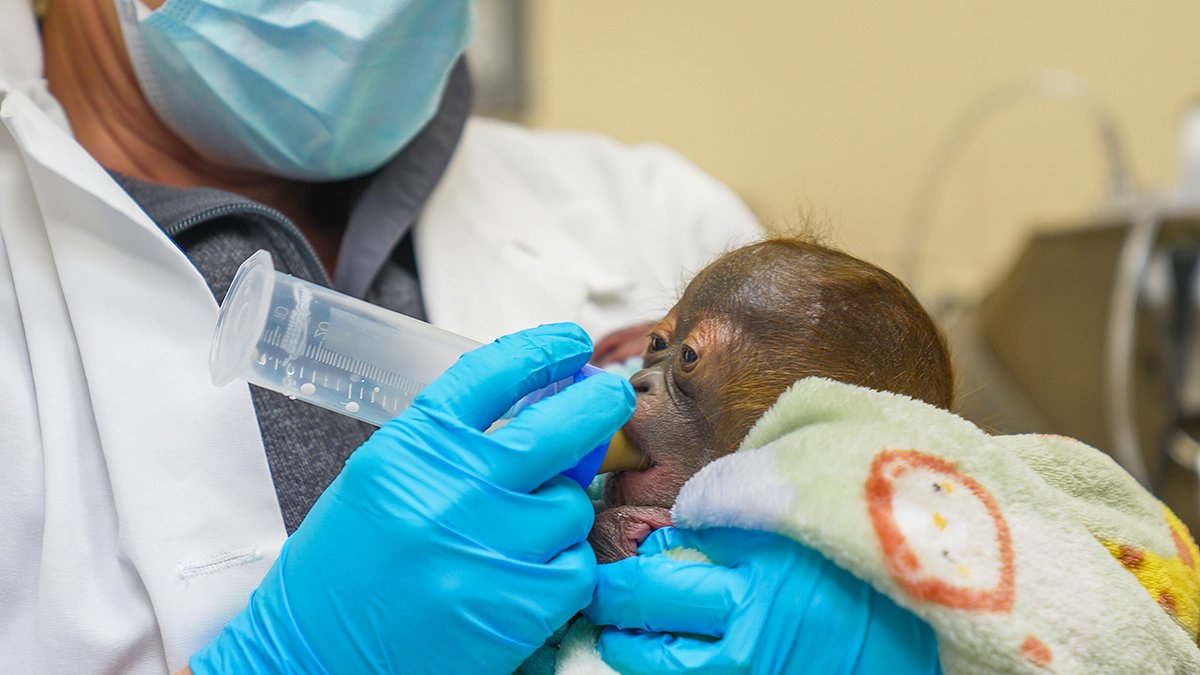 🐒 In a collaborative feat, experts in #VeterinaryMedicine and #Zoology performed a c-section on a Bornean #Orangutan at @BuschGardens. More info about Luna and her baby's progress in Connect: bit.ly/4drVcxl. #ZooBaby #SSP #Veterinary #Ape #EndangeredSpecies #Tampa