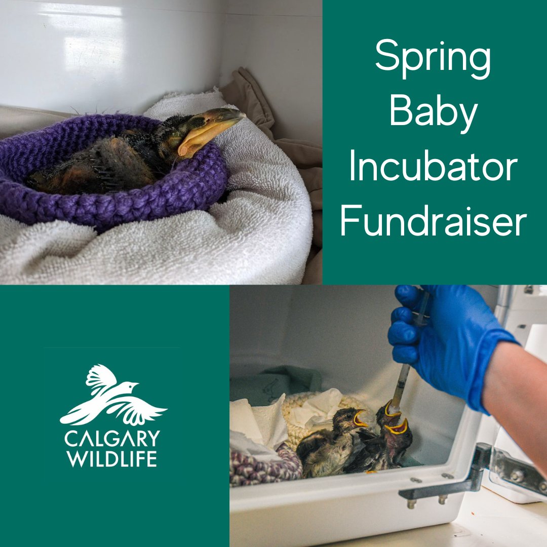 Baby bird season is fast approaching & we're in urgent need of a few more incubators, for not only our babies, but also to care for our critical patients. Please consider making a donation to our GoFundMe campaign to help us reach our goal before June. gofundme.com/f/spring-baby-…