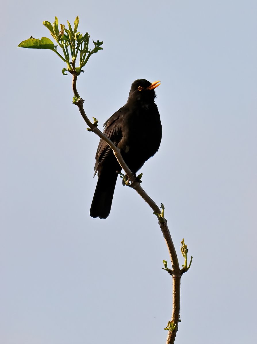 Singing Blackbird in my Somerset village. 😍 Good morning! 😊