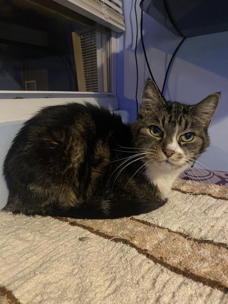 Meet Holly🐱💕 A sweet senior cat with a heart full of love. With a friendly purr and a calm presence, she's the perfect companion to relax with after a long day. Holly may be older, but her affectionate nature only grows stronger with time💝🐾 If interested please apply at