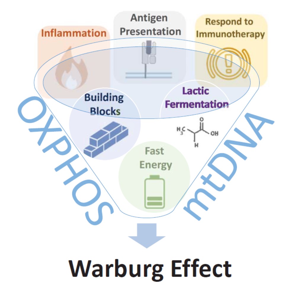 #OnlineFirst: Read the In the Spotlight commentary, Warburg Effect Reshapes Tumor Immunogeneicity, by @MMittelbrunn and Jose Enriquez, discussing a recent @NatureCancer paper from @EdReznik, @mito_oncogene et al. bit.ly/3y23trt