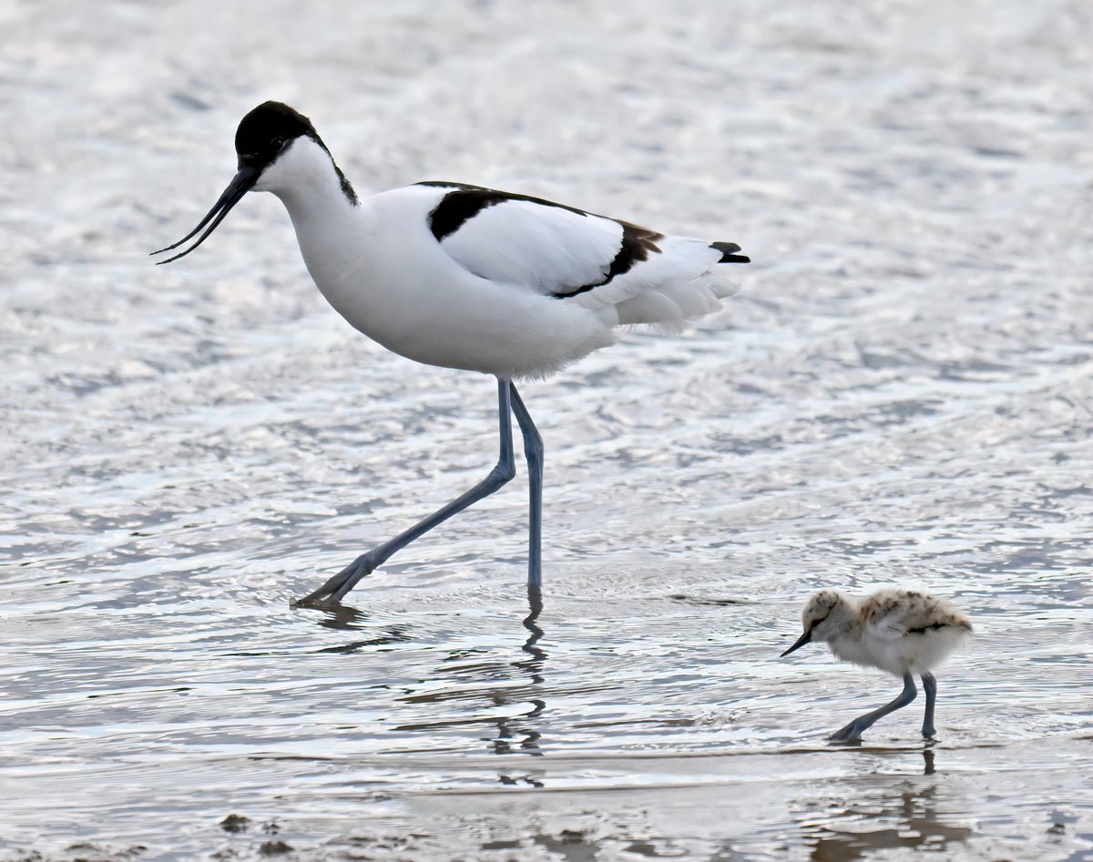 Synchronised Avocets... 😍😁 Taken this weekend at Steart Marshes in Somerset. What do you think mother is saying to child? 😁🐦