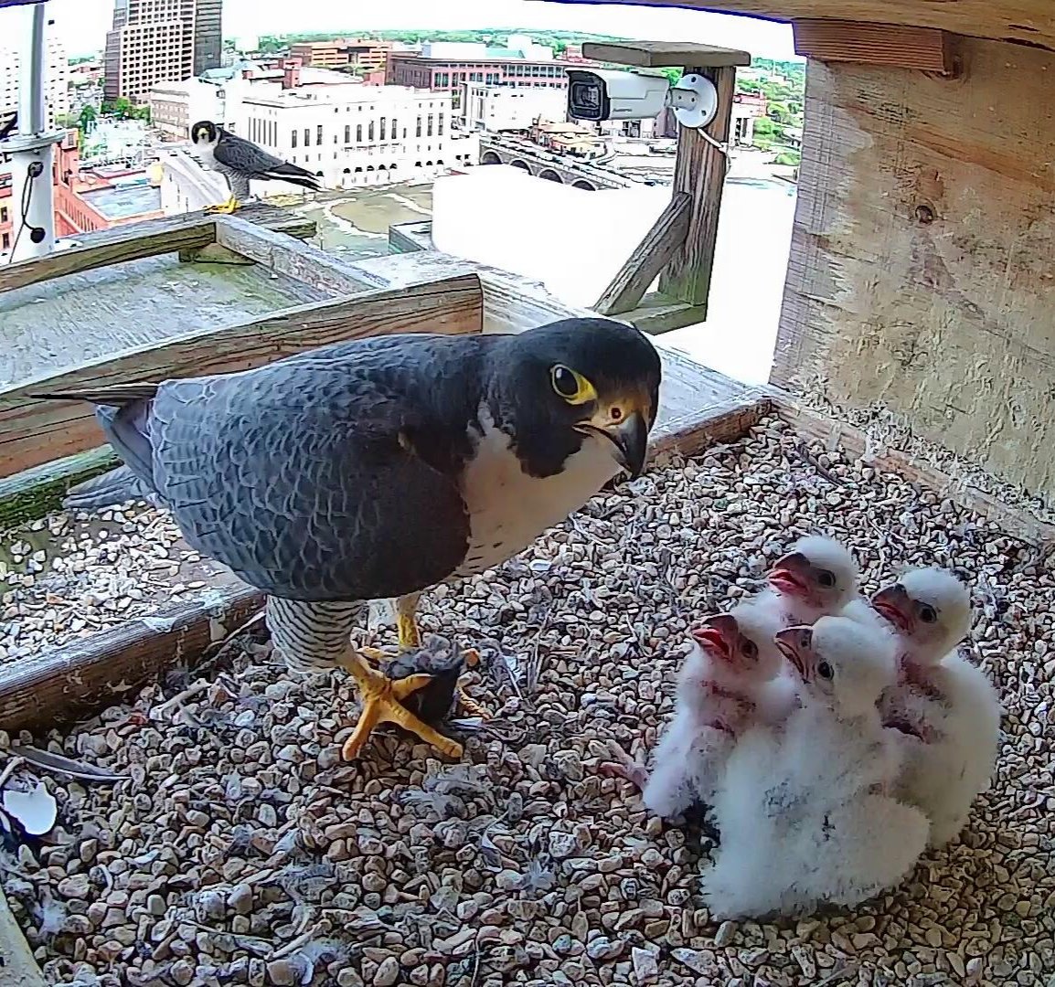 The Rochester falcon family together! cp
#ROC #peregrine #falcon