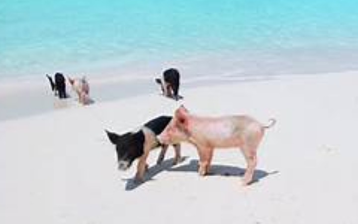 Si te das cuenta de que es posible que los humanos disfrutemos de una dieta placentera sin sacrificar la vida animal, habrás descubierto un tremendo tesoro. Un tesoro que puedes llevarte contigo después de la muerte.